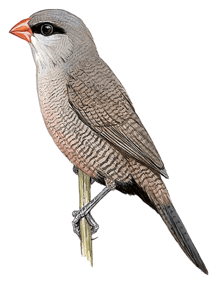 Black-lored Waxbill
