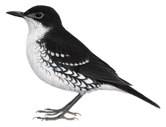 Bougainville Thrush