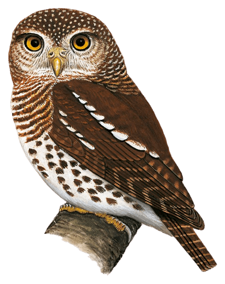 Chestnut Owlet