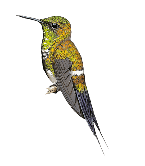Coppery Thorntail