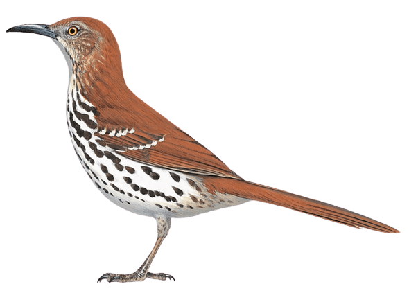 Cozumel Thrasher