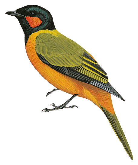 Ghana Cuckooshrike