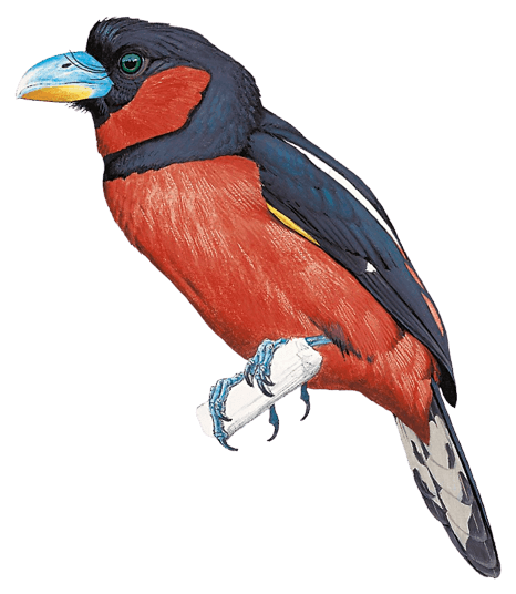 Irrawaddy Broadbill