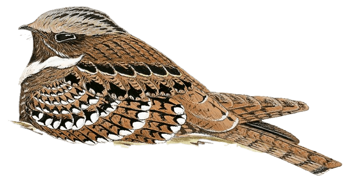 Jamaican Pauraque