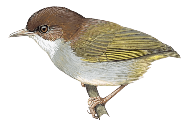 Lendu Crombec