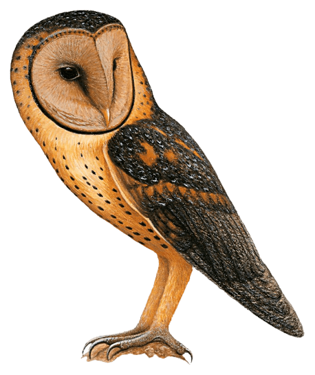 Manus Masked-Owl