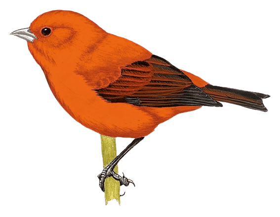 Maui Akepa