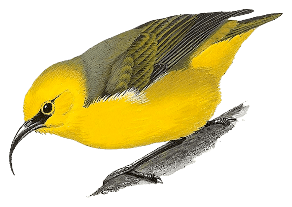 Maui Nukupuu