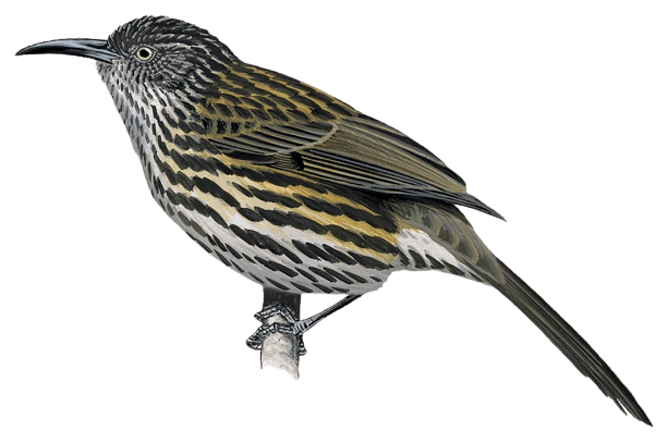Mayr's Honeyeater