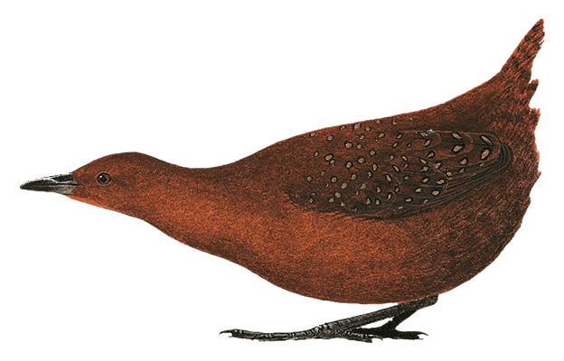 Mayr's Forest Rail