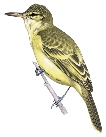 Moorea Reed Warbler