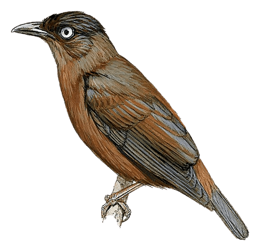 Mountain Starling