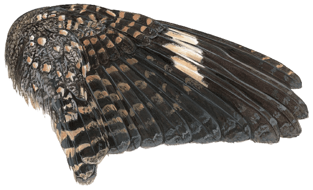 Nechisar Nightjar