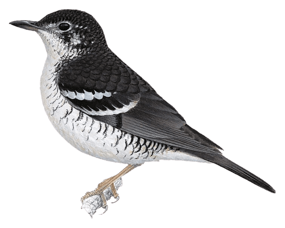 New Britain Thrush