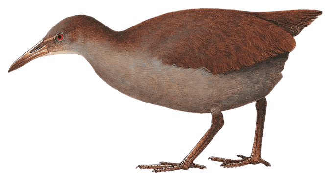 New Caledonian Rail