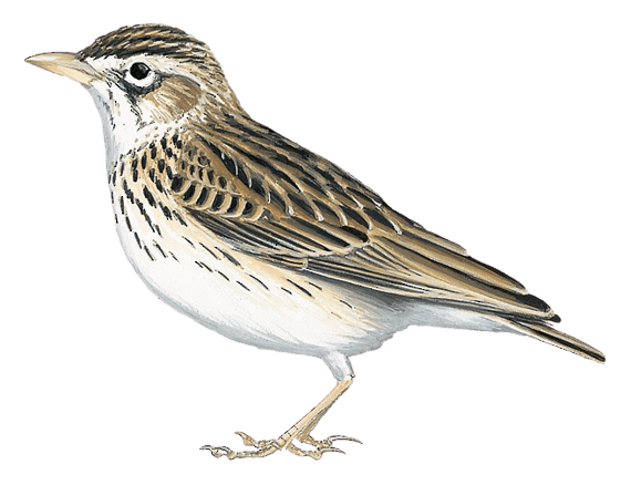 Obbia Lark