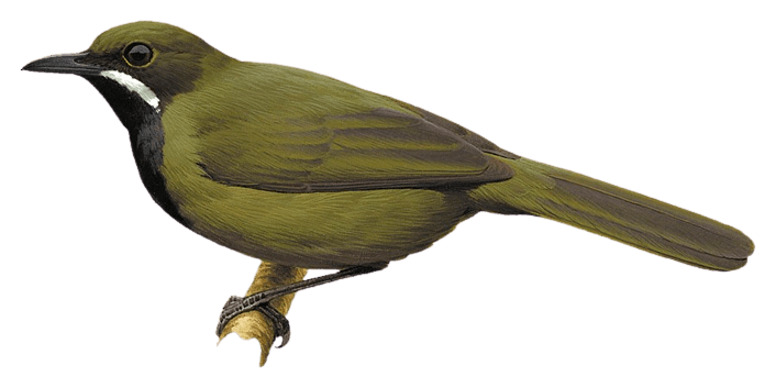 Papuan Whipbird