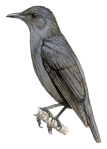 Pohnpei Starling