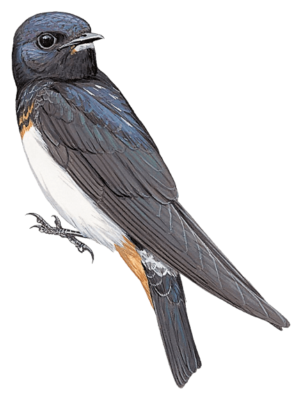 Red Sea Swallow