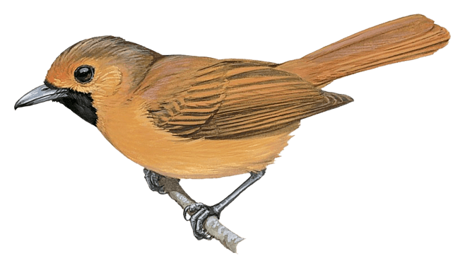 Rufous Monarch