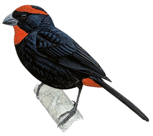 St. Kitts Bullfinch