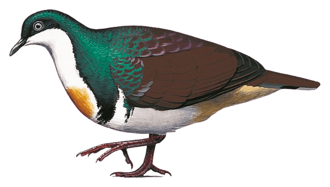 Sulu Bleeding-heart