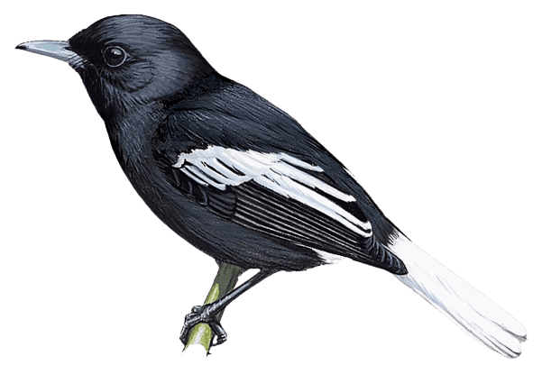 Ua Pou Monarch