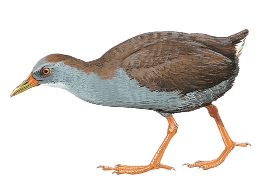 Zapata Rail