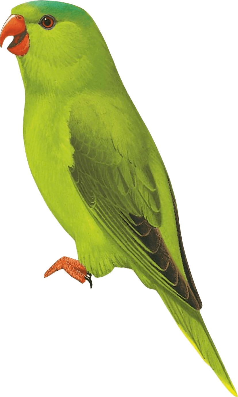null