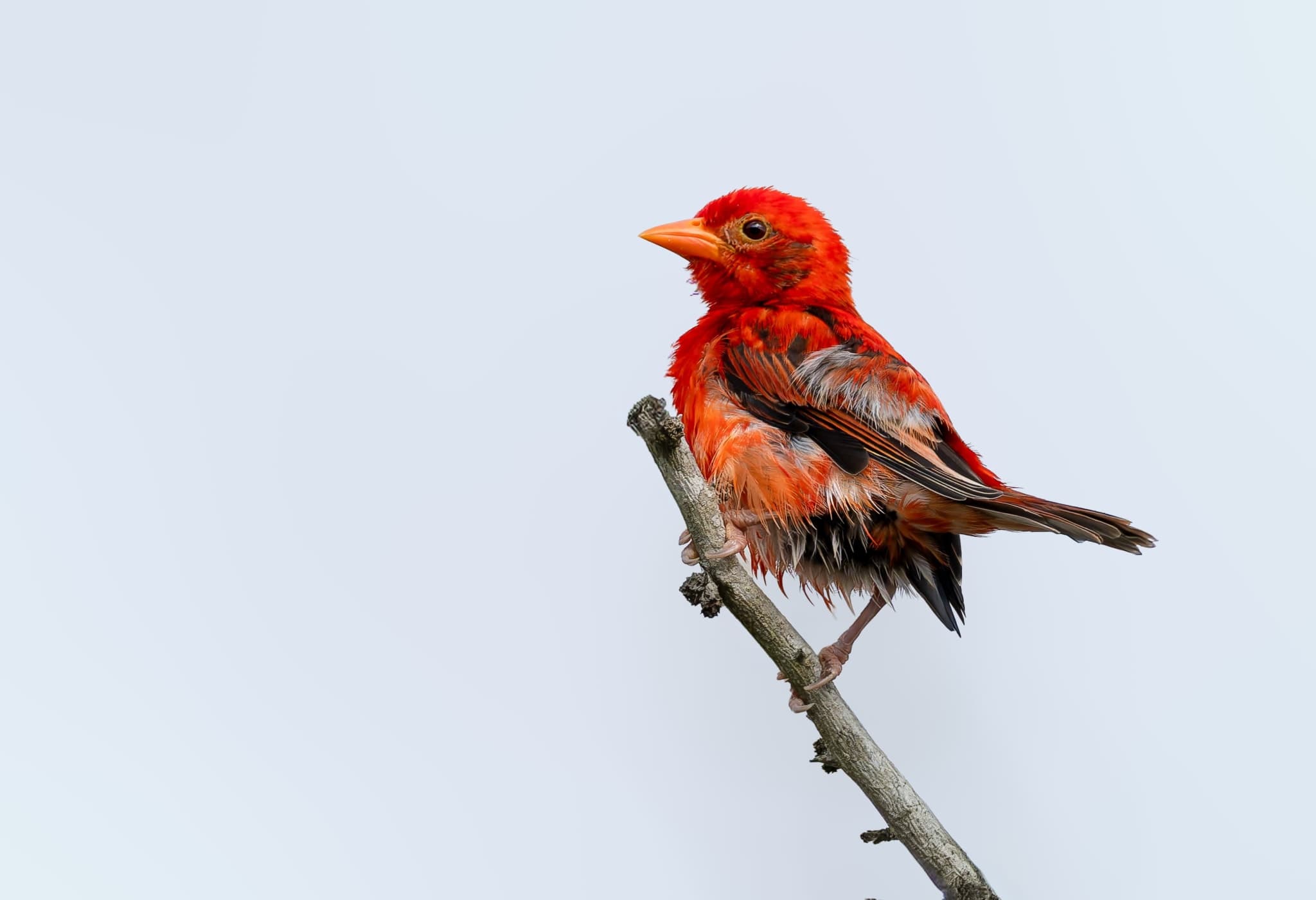 Hero Image Alt Text